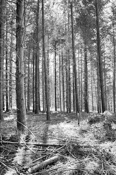 Bomen