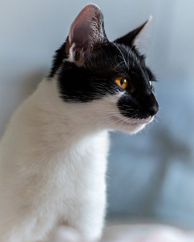 Schwarz-weiße Katze von der Seite, orangefarbene Augen