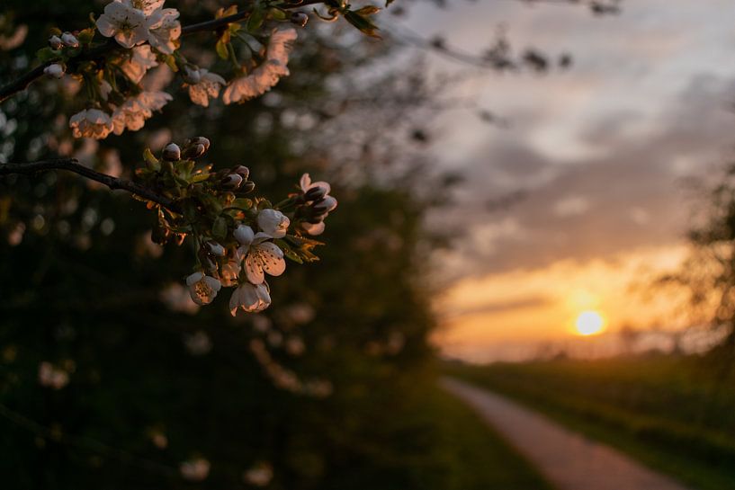 Blossom by Kelly Wiersum