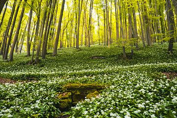 Wilde knoflook bloeit in het bos van Catrin Grabowski