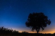 Silhouet boom met sterren  van Dennis van de Water thumbnail