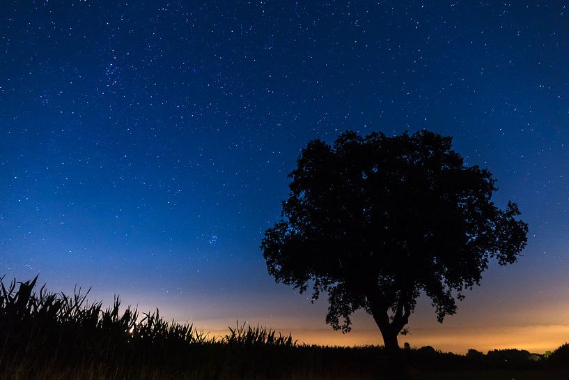 Silhouet boom met sterren  van Dennis van de Water