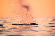 Midsummernight Whale Watching by Koen Hoekemeijer thumbnail