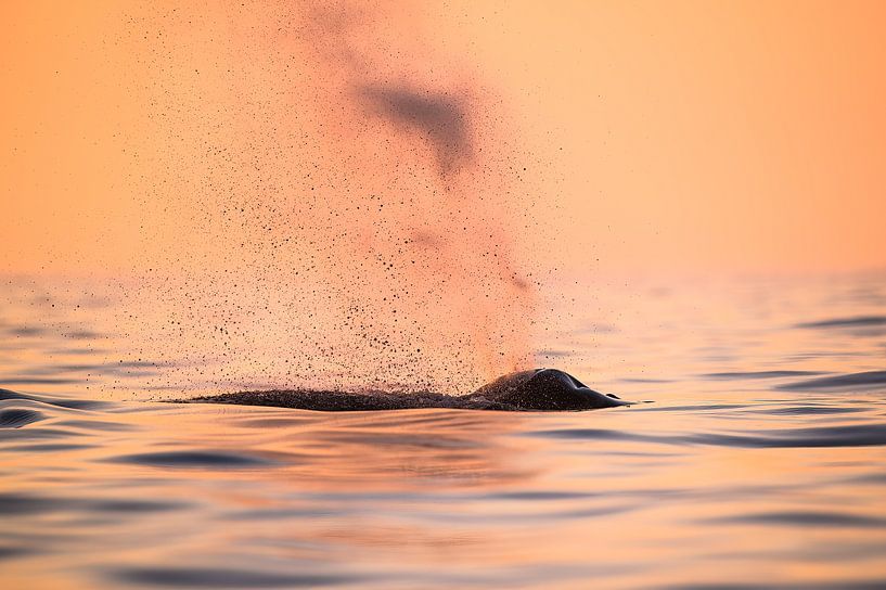 Midsummernight Whale Watching by Koen Hoekemeijer