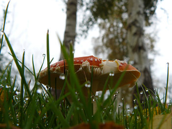 Rood met witte stippen in de dauw
