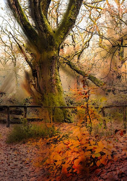 Wolfhezerheide part 150 by Tania Perneel