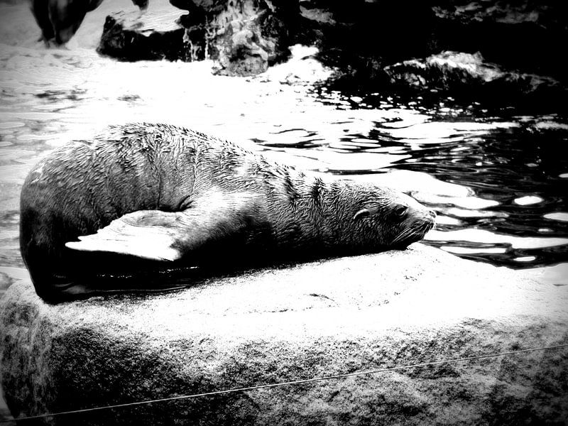 Relaxing Sealion von Nicky`s Prints