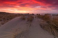Prachtige zonsondergang in de duinen bij Kijkduin van Rob Kints thumbnail