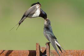 The barn swallow (Hirundo rustica)