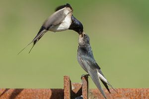 Boerenzwaluw voert de jonge zwaluw