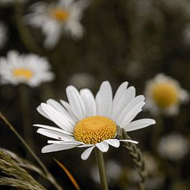 Gänseblümchen auf einem Makrofoto am Deich in Zwolle, Niederlande von Koen Lipman