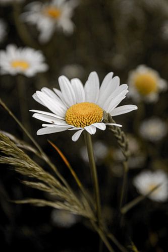 Gänseblümchen auf einem Makrofoto am Deich in Zwolle, Niederlande