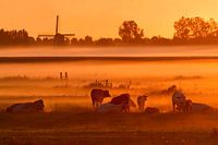 Dutch Landscape with Cows, Fog and Mill with Sunrise