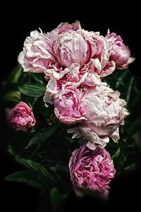 Rosa Pfingstrosen Romantik III