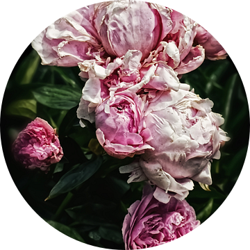 Pink Peonies Romance III van marlika art