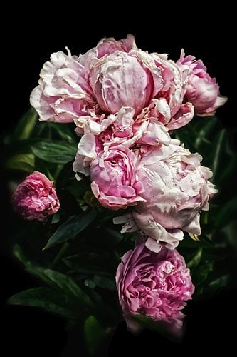 Pink Peonies Romance III
