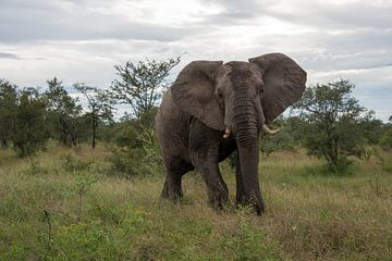 very big male elephant  by ChrisWillemsen