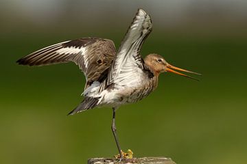 Grutto rekt zich uit. by Erik de Rijk