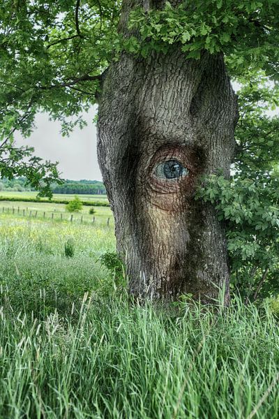 Oude wijze eik by marleen brauers