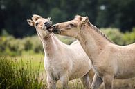 Kussende veulens in Lentevreugd van Isabel van Veen thumbnail