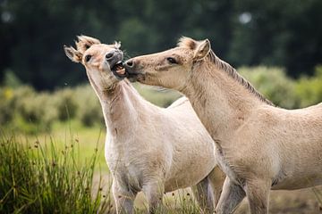 Küssende Fohlen in Spring Virtue von Isabel van Veen