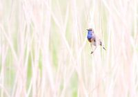 Blaukehlchen im Schilfgürtel