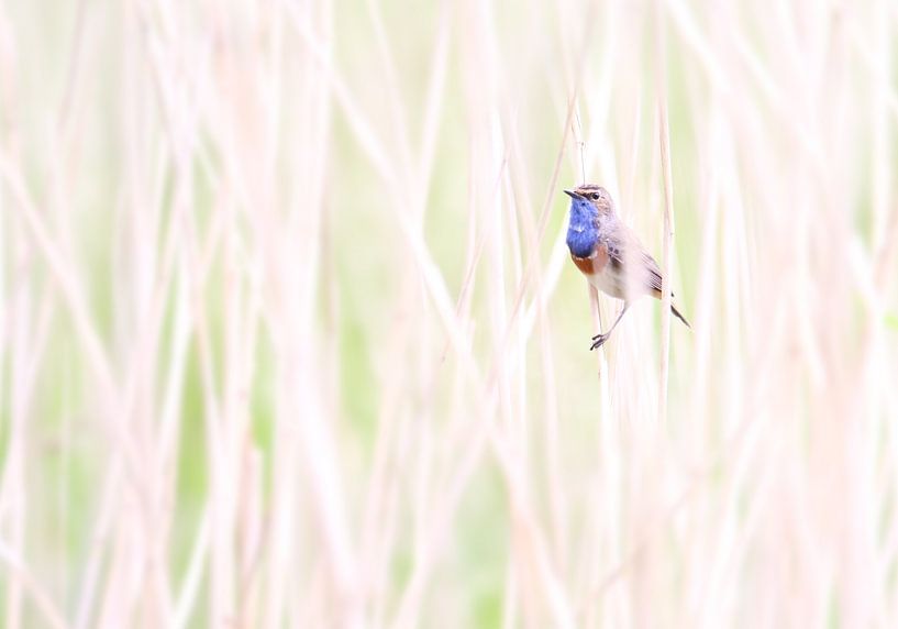 Bluethroat in reedbed by Milou Hinssen