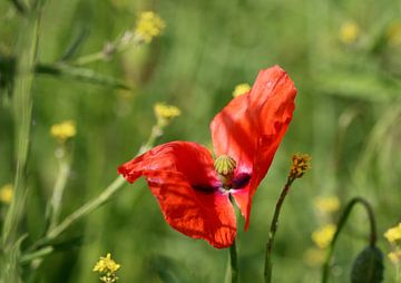 Roter Mohn 3 by Roswitha Lorz