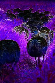 Sheep in Pink by De Rover