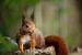 Close-up van nieuwsgierige eekhoorn van Ronald Mallant