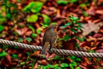 robin by PhotoCord Fotografie