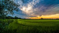 Het groene gras