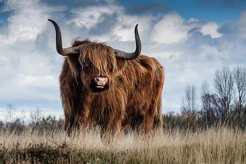 Scottish highlander
