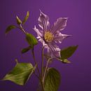 Clematis on purple by Gareth Williams thumbnail