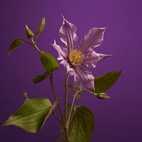 Klematis auf Violett
