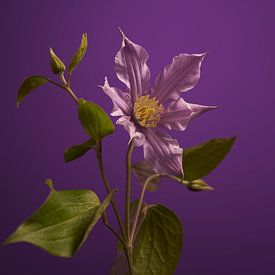 Clematis on purple by Gareth Williams