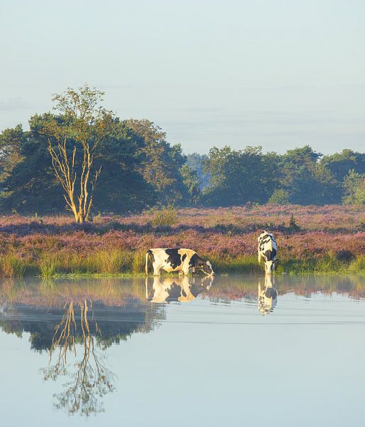 Cows during sunrise Terhorsterzand (Netherlands) by Marcel Kerdijk