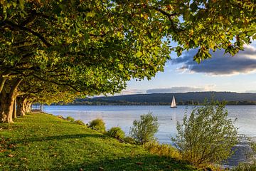 Allée de platanes sur les rives du lac de Constance sur Markus Keller