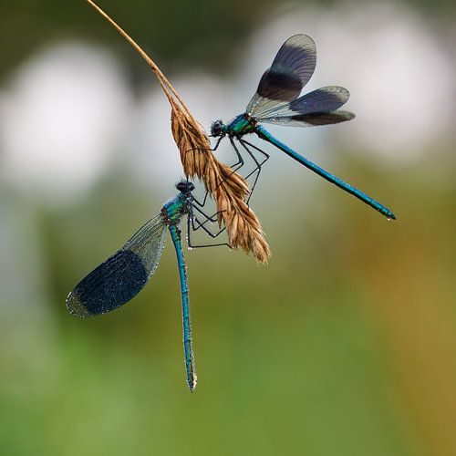 Weidebeekjuffer mannetjes