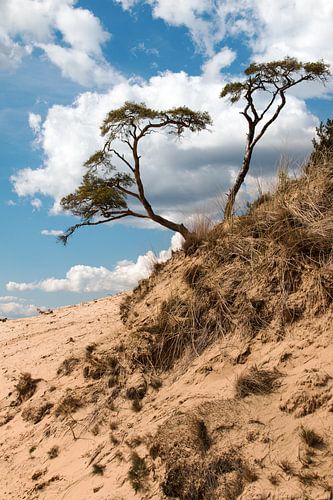 Boom op zandduin Kootwijkerzand