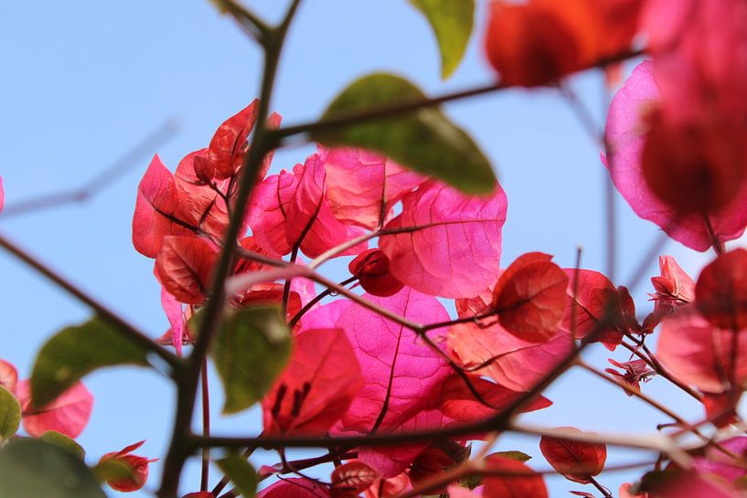 Blumen an der Riviera von Afrodite Zegers
