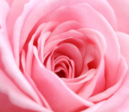 Roze roos in het vierkant (macro)