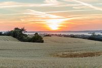 Wheat Field At Sunset
