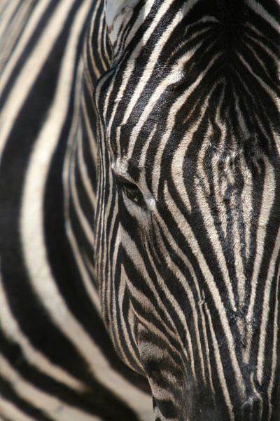 kann das Zebra durch die Streifen nicht mehr sehen von Vera Vondenhoff