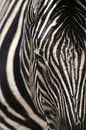 door de strepen de zebra niet meer zien van Vera Vondenhoff thumbnail