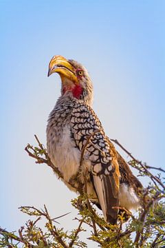 Southern Yellow-billed Hornbill by Jan Schuler