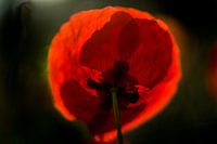 Poppy