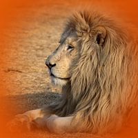 Weißer Löwe Portrait 4892 thula-art