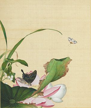 Lotus flower, Giuseppe Castiglione