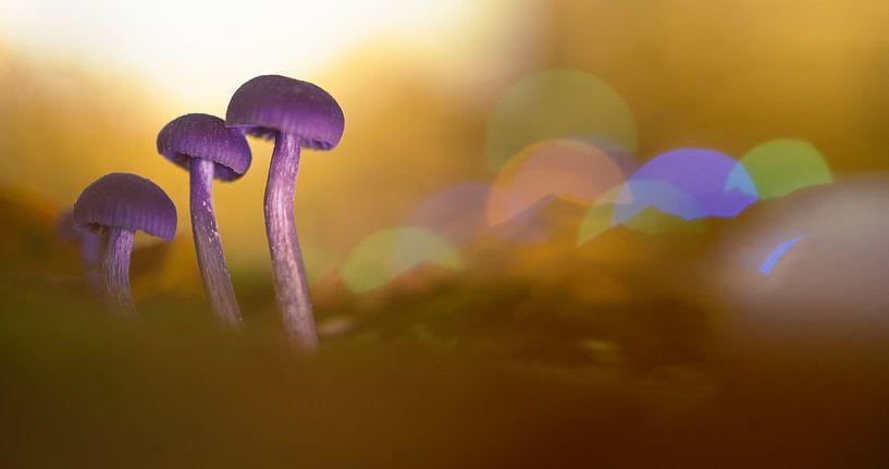 3 sisters by peterheinspictures